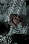 Rosa Rosa