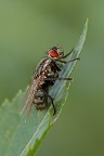 La mosca 2, la vendetta La mosca 2, la vendetta