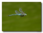 Anax imperator in volo Anax imperator in volo
