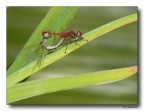 Dragon 66 - accoppiamento Dragon 66 - accoppiamento