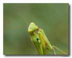 Mantis
