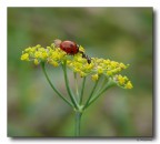 formica e coccinella - il saluto -  x Manuela