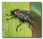 Mosca 5 Mosca 5