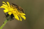 Sul Giallo fiore io vivo. Sul Giallo fiore io vivo.