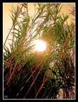 Sunset Sunset