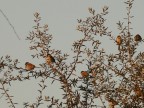 la compagnia la compagnia