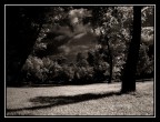 Tree night shadow Tree night shadow