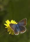 Polymmatus icarus Polymmatus icarus
