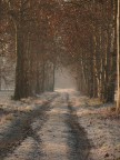 il viale il viale