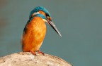 Martin pescatore Martin pescatore