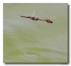 Dragon 81 - coppia in volo