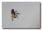 Mosca catturata