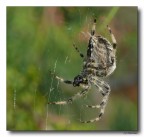 Spider 10 Spider 10