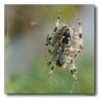 Spider 12