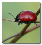 Coccinella