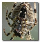 Spider 13 Spider 13
