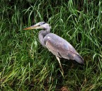 Primo Airone Primo Airone