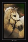 Miss Horse Miss Horse