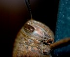 Cavalletta Cavalletta