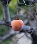 Unico sopravvissuto all'autunno Unico sopravvissuto all'autunno