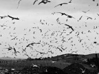 uccelli di "rogo" uccelli di "rogo"