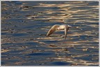 Sorvolando un mare di olio Sorvolando un mare di olio