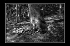 Per fare l'albero... Per fare l'albero...