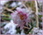 Che freddo ....... Che freddo .......