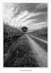 Alberi gemelli.... Alberi gemelli....