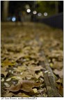 confusa nell'autunno confusa nell'autunno
