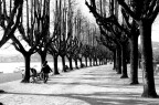 Viale bianconero Viale bianconero