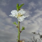 mandorlo in fiore