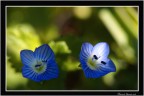 BLU' BLU'