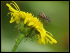 Mosca Mosca