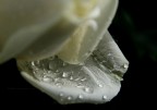 so che..le gocce i fiori..non � nulla di eccezionale, ma appena l'ho vista mi � venuto in mente quello che ho scritto nel titolo, non so perch�..ispirazione? :)