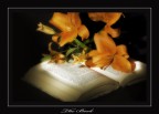 The Book The Book