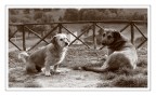 Lilly & il Vagabondo.. Lilly & il Vagabondo..