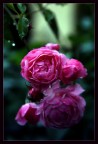Rugiada rosa Rugiada rosa