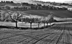 Field Field