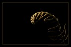 gold fern 2 gold fern 2