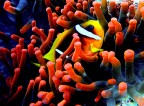 nemo in red nemo in red