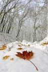 Neve d'autunno - 2