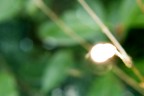 Lampadina Lampadina