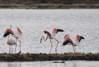 Altra foto della stessa giornata. Sono stato molto fortunato, ma i fenicotteri erano davvero lontani e non potevo avvicinarmi perch� la zona era delimitata da filo spinato. Ho dovuto croppare, ma personalmente � stata una esperienza spettacolare vedere questi magnifici uccelli dal vivo. Guardacaso alla mia prima uscita con il 100-400... Critiche e commenti sono sempre bene accetti.