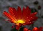 fiore fiore