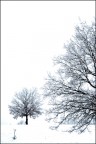 neve neve