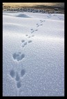 impronte impronte