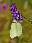Gonepteryx rhamni
