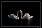 Noi..... Noi.....