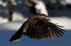 Nocciolaia Nocciolaia